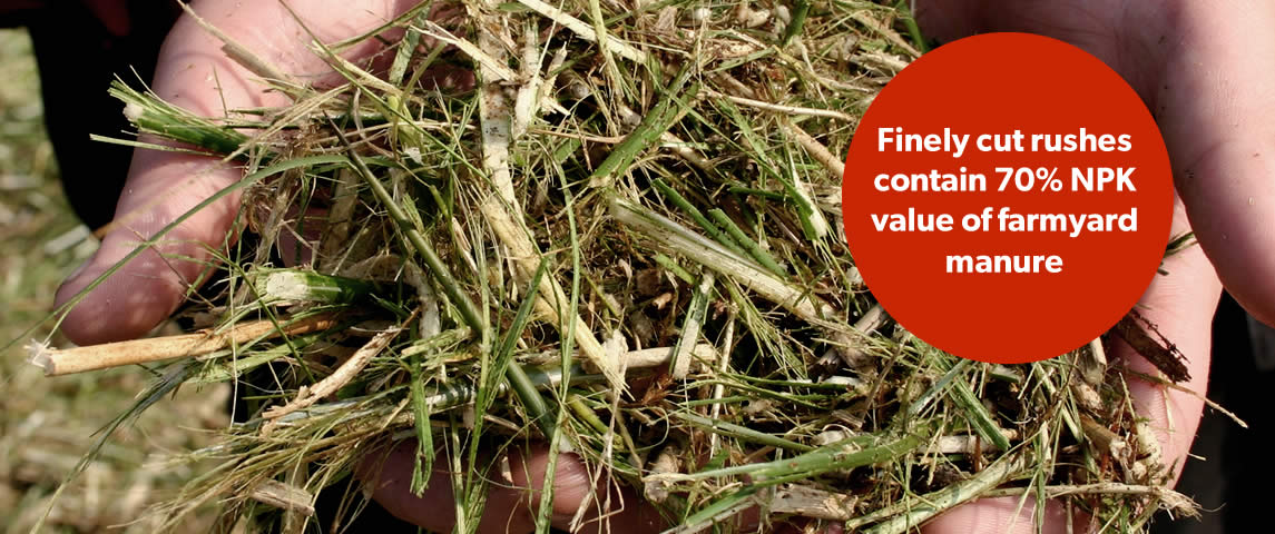 Finely cut rushes contain 70% NPK value of farmyard manure